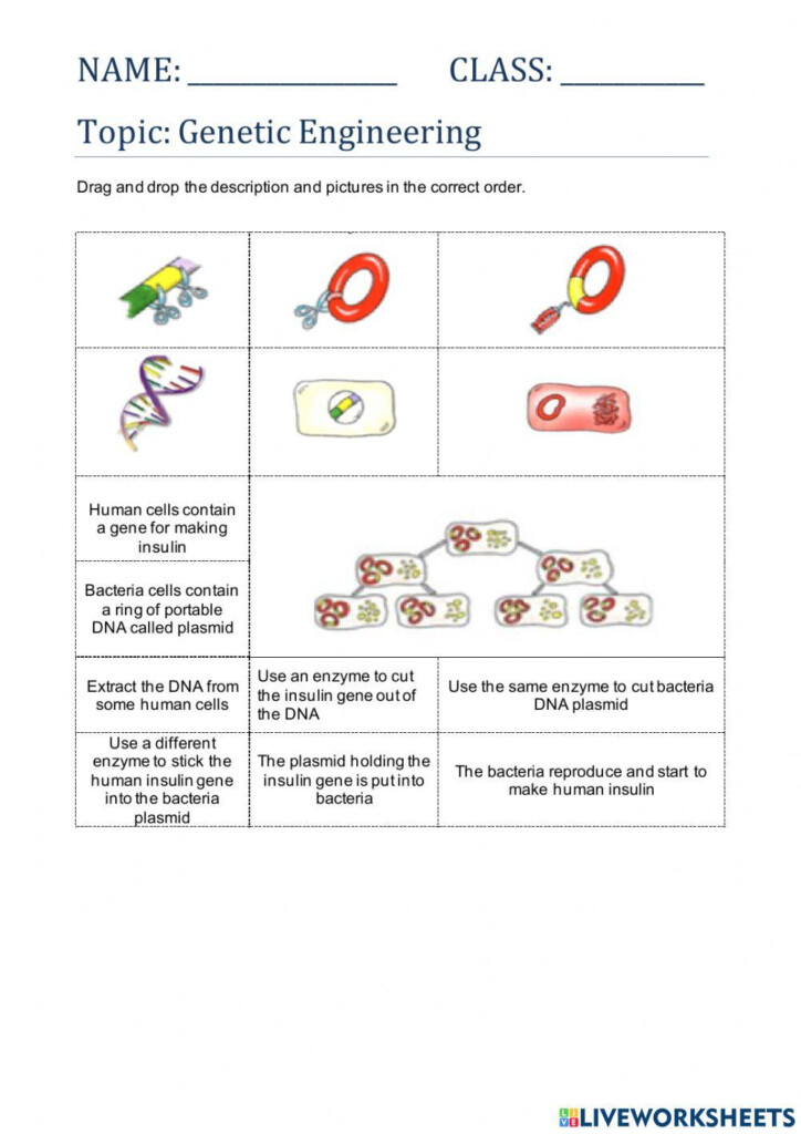 GENETIC ENGINEERING Online Exercise For Live Worksheets Worksheets 