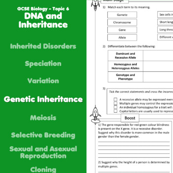 Genetic Inheritance Home Learning Worksheet By Rocket Sheets TPT