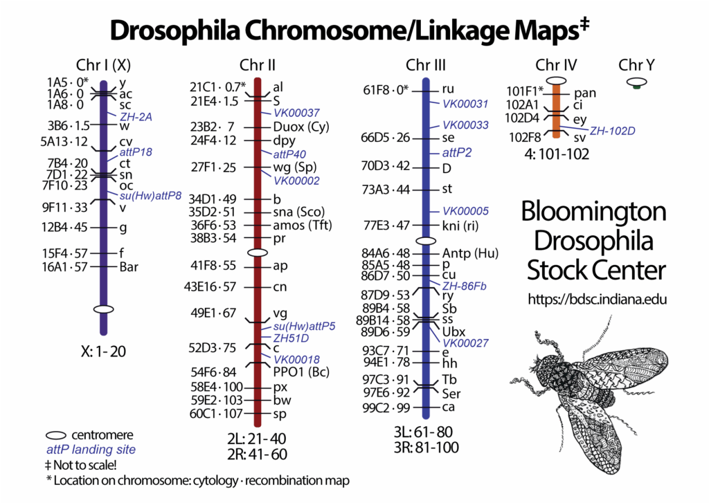 Genetic Linkage Map