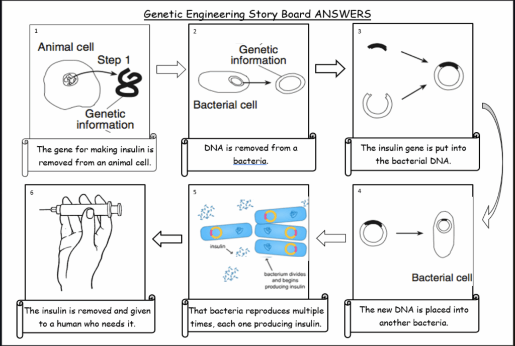 Genetic Modification KS3 Activate Science Teaching Resources