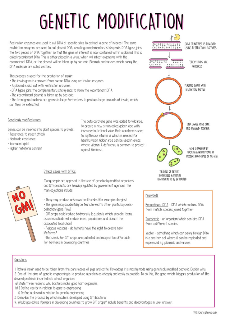 Genetic Modification The Science Sauce