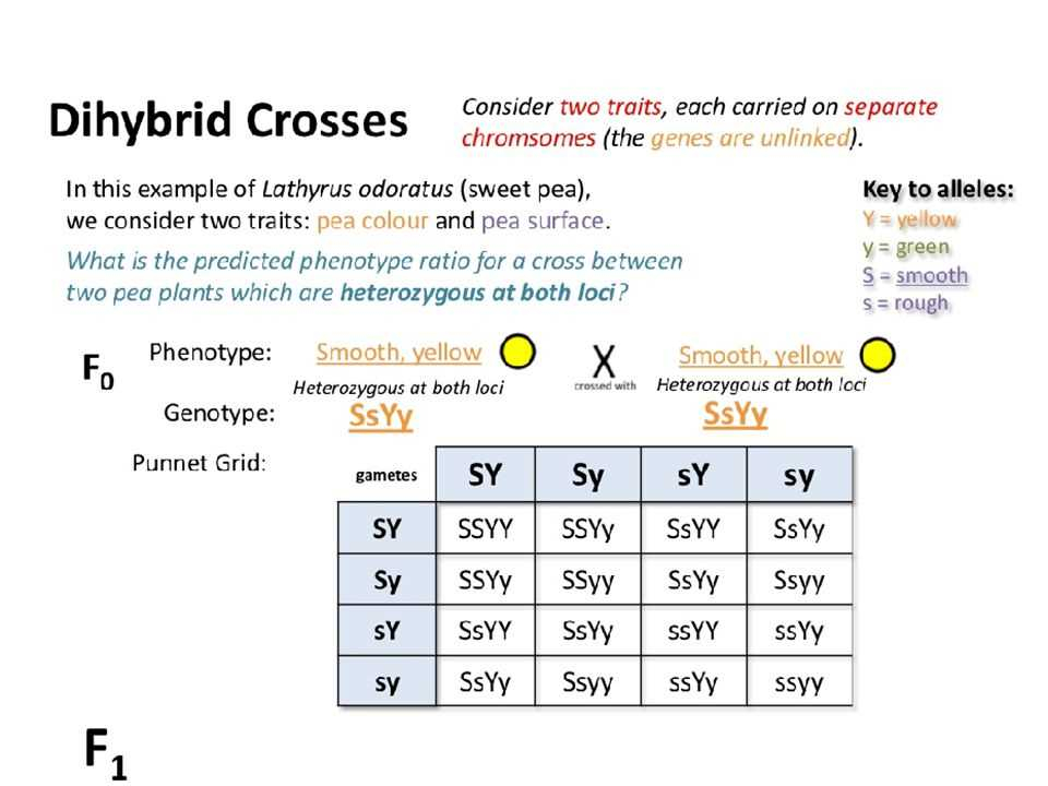 Genetic Patterns Unraveled Reindeer Dihybrid Crosses Answer Key Explored