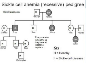 Genetic Pedigree PowerPoint And Cystic Fibrosis Worksheet By Beverly