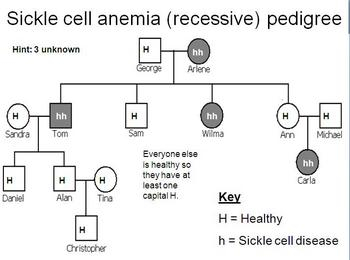 Genetic Pedigree PowerPoint And Cystic Fibrosis Worksheet By Beverly 