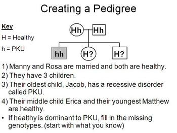 Genetic Pedigree PowerPoint And Cystic Fibrosis Worksheet By Beverly 