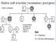Genetic Pedigree PowerPoint And Cystic Fibrosis Worksheet By Beverly 