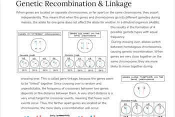 Genetic Recombination Linkage Worksheet Genetics Biology