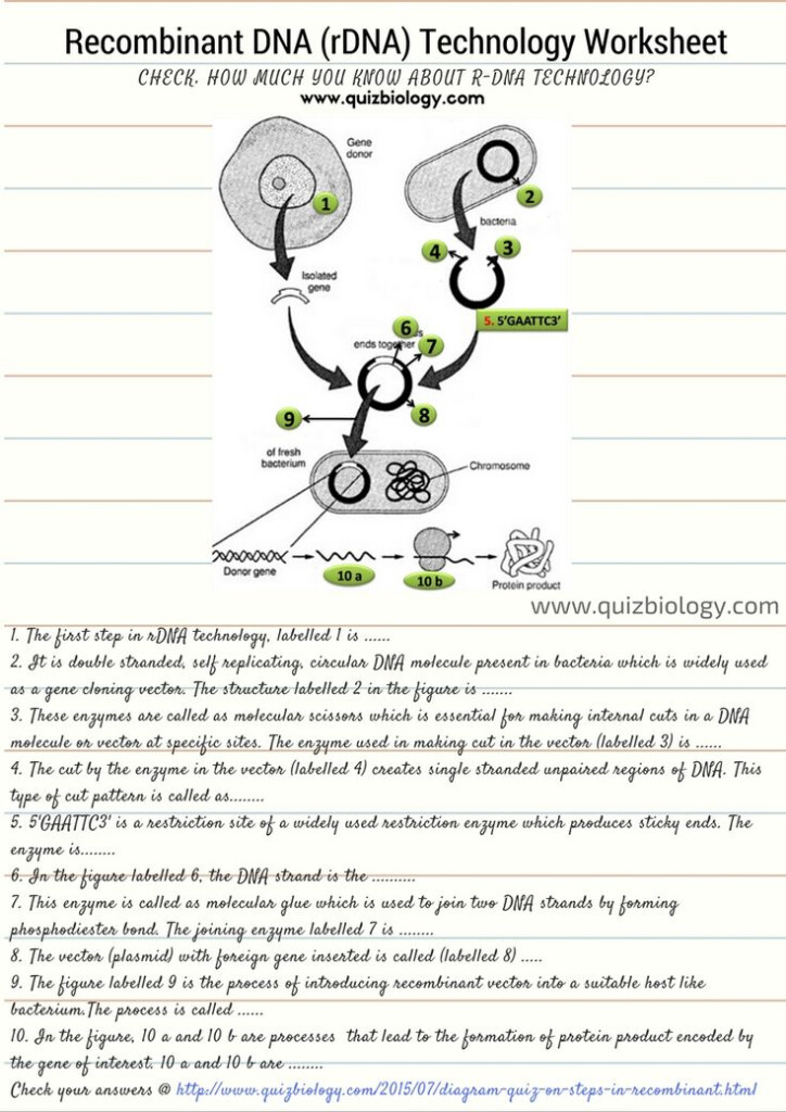 Genetic Science Learning Center Worksheet