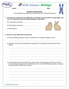 Genetic Traits Worksheet