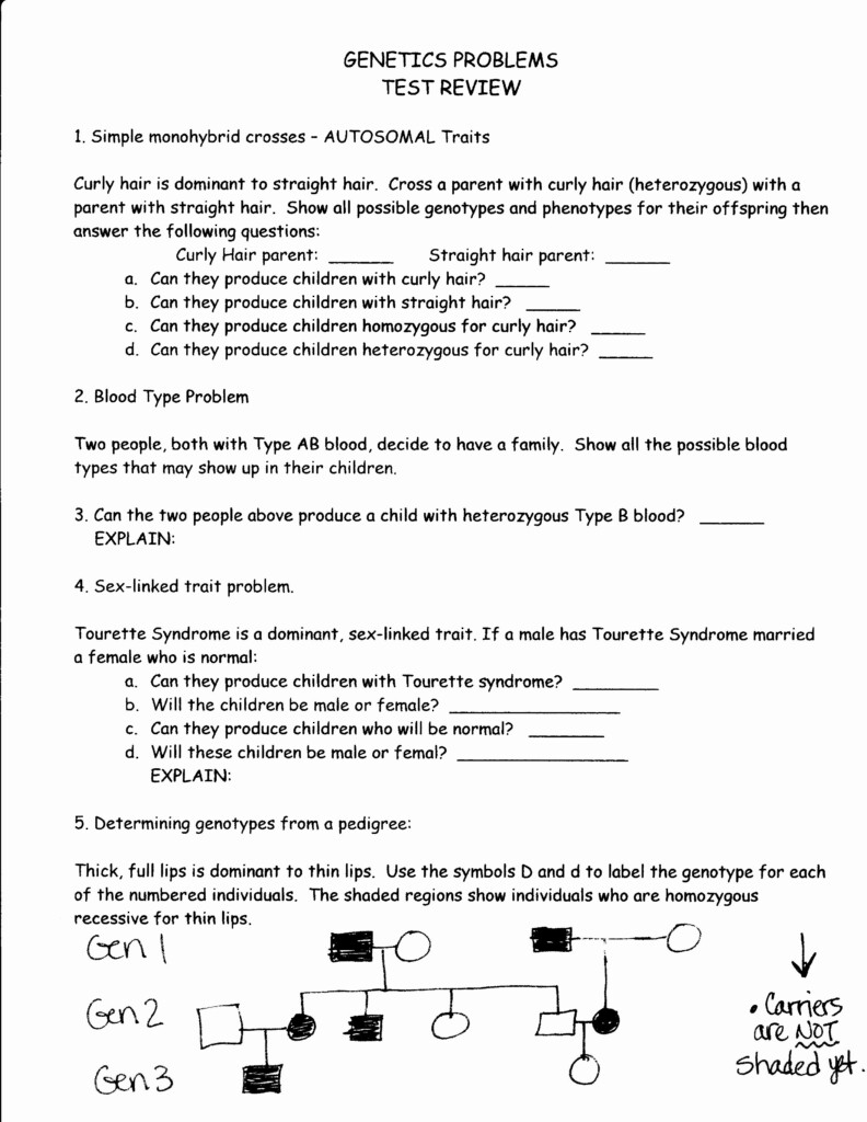 Genetic Variation Worksheet Answers