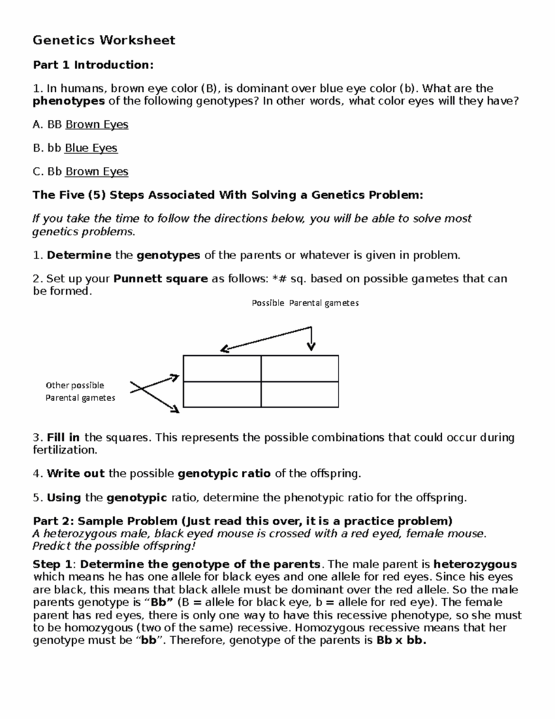 Genetic Worksheet Included In Document Genetics Worksheet Part 1 