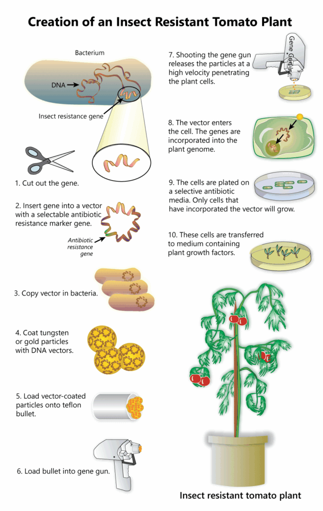 Genetically Modified Foods