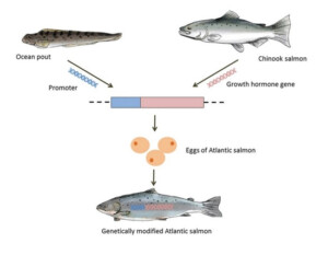 Genetically Modified Salmon