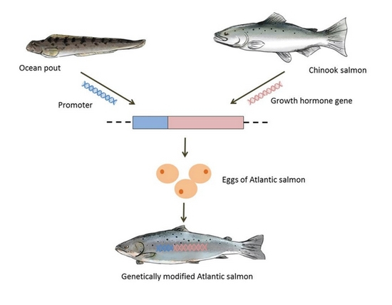 Genetically Modified Salmon
