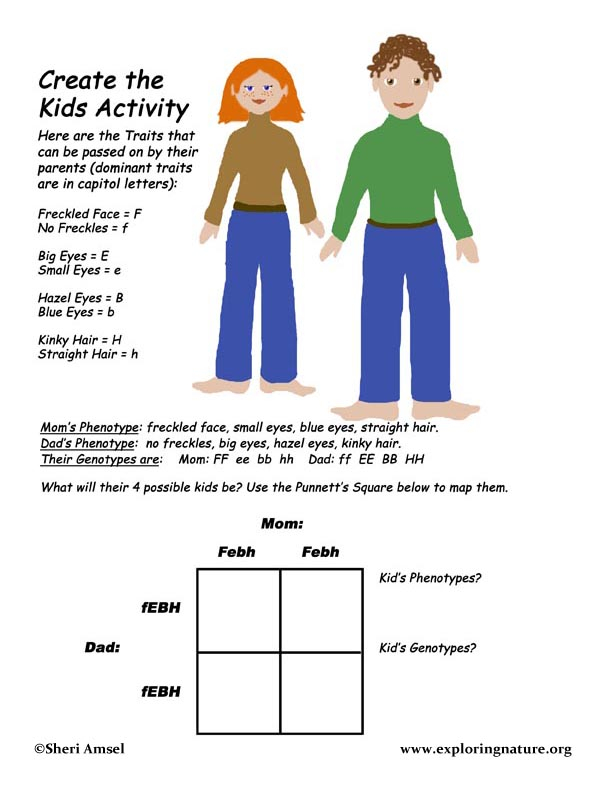 Genetics Activity Create The Kids