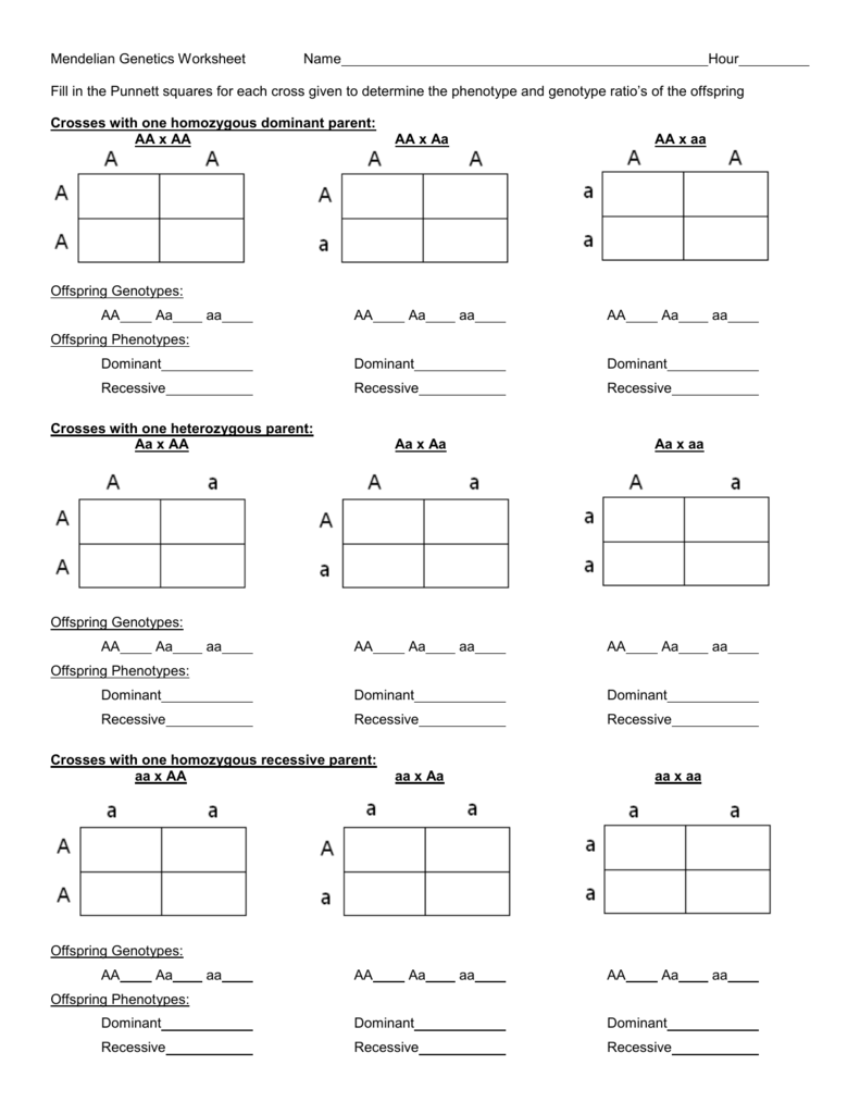 Genetics And Punnett Square Practice Worksheets