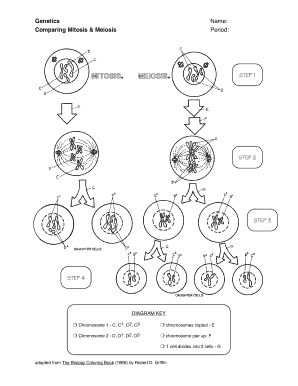 Genetics Comparing Mitosis And Meiosis Worksheet Answers Fill And 