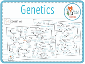 Genetics Concept Map Answers