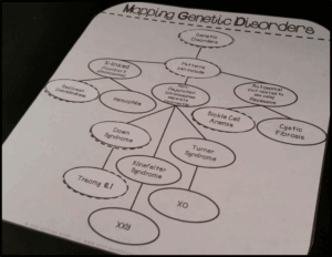 Genetics Concept Map Answers