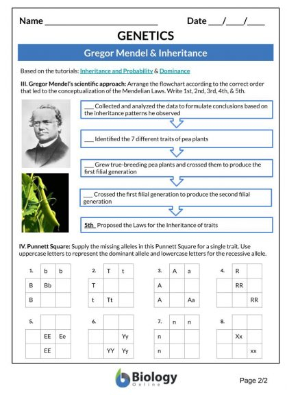Genetics Lesson Outline Worksheets Biology Online Tutorial