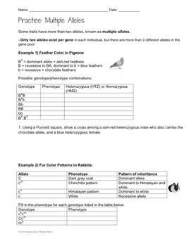 Genetics Multiple Alleles Worksheet By Biology Roots TpT