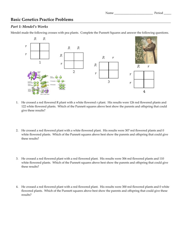 Genetics Practice Problems 3 Monohybrid Problems Worksheet 1 Answers 