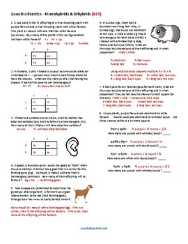 Genetics Practice Problems AP Biology KEY By Biologycorner TPT