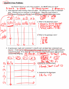 Genetics Practice Problems Worksheet Dihybrid