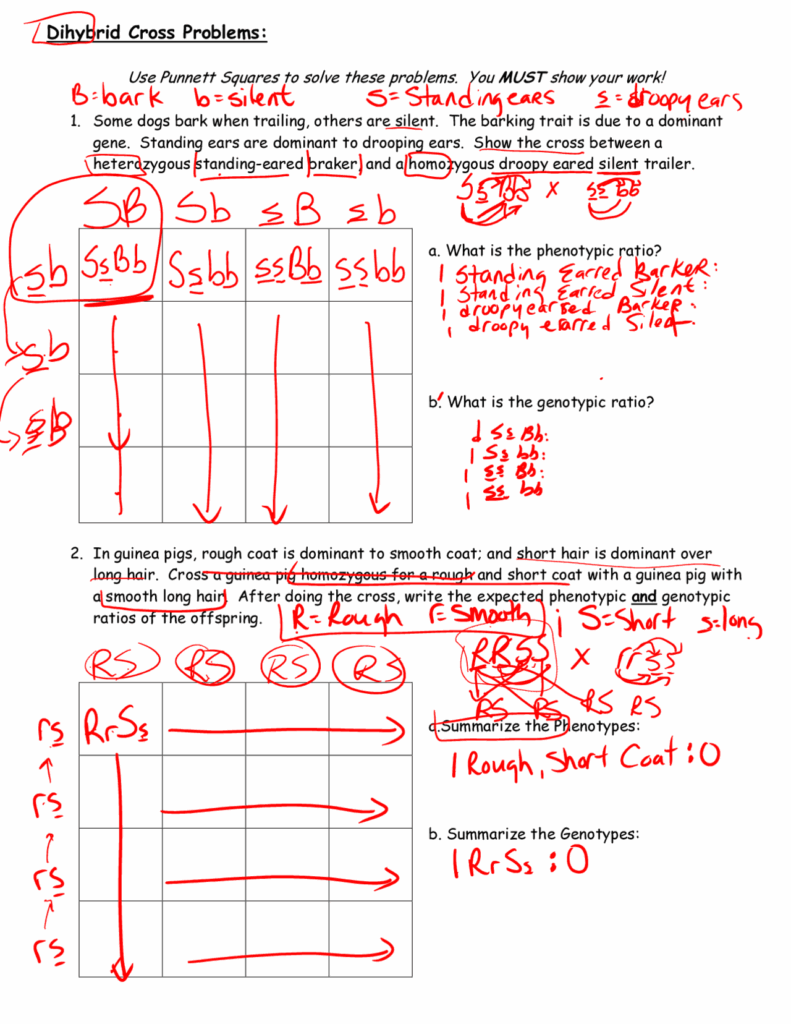 Genetics Practice Problems Worksheet Dihybrid