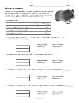 Genetics Practice Punnett Squares With Skinny Pigs By Biologycorner