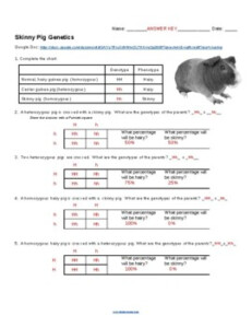 Genetics Practice Punnett Squares With Skinny Pigs By Biologycorner