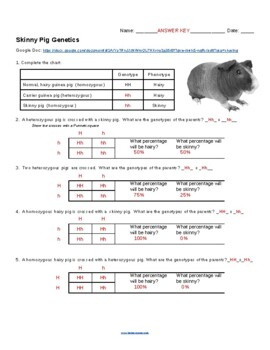 Genetics Practice Punnett Squares With Skinny Pigs By Biologycorner