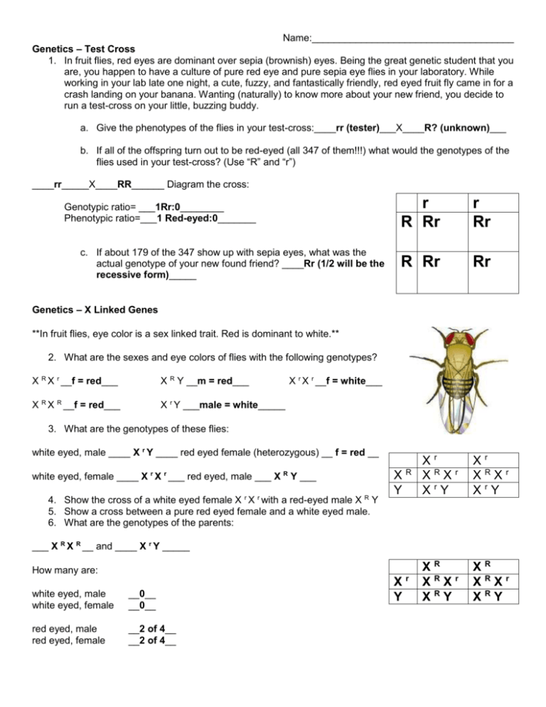 Genetics Test Cross X Linked Genes Worksheet