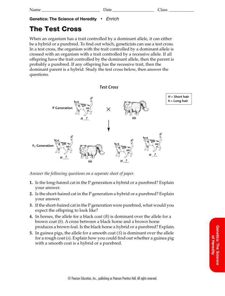 Genetics The Science Of Heredity The Test Cross Worksheet Answers Db 