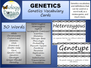 Genetics Vocabulary Worksheet Answers Ra1fiblrtlkovm Allele This Is