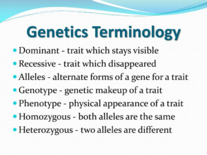 Genetics Vocabulary Worksheet Pdf