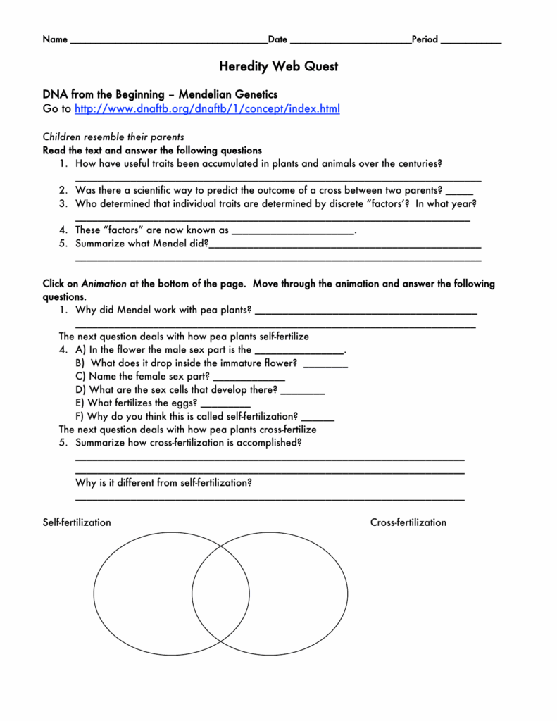Genetics Webquest Worksheet Answers