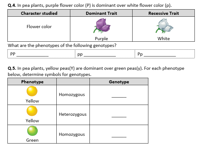 Genetics Worksheet Part 1 Introduction Answers
