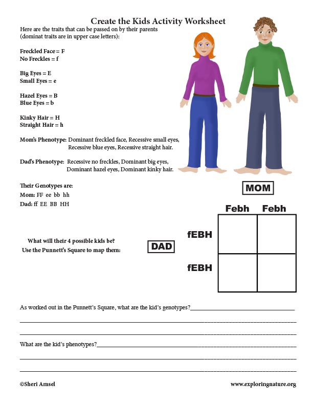 Genetics Worksheets For Kids