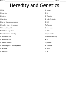 Genetics Worksheets For Middle School