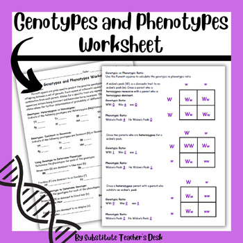Genotype Phenotype Punnett Squares And Genetic Ratio Worksheet TPT