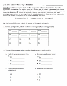 Genotype Phenotype Worksheet