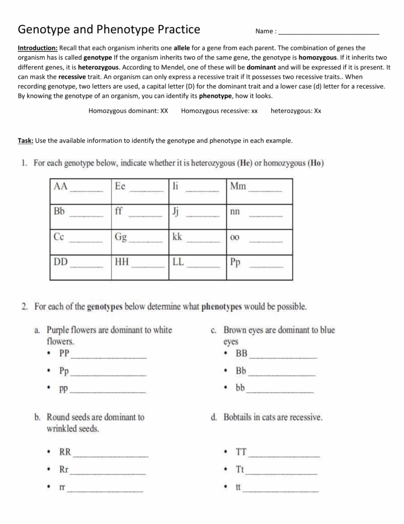 Genotype Phenotype Worksheet