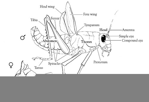 Grasshopper Anatomy Worksheet Answer Key Anatomy Worksheets