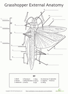 Grasshopper Anatomy Worksheet Education Science Worksheets