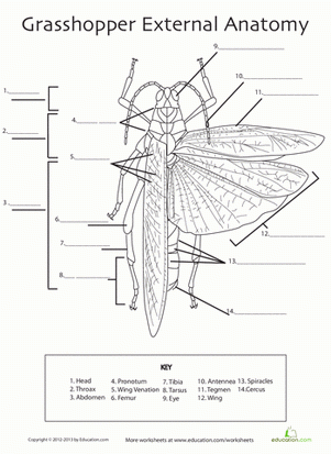 Grasshopper Anatomy Worksheet Education Science Worksheets 