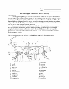 Grasshopper Pre lab Worksheet