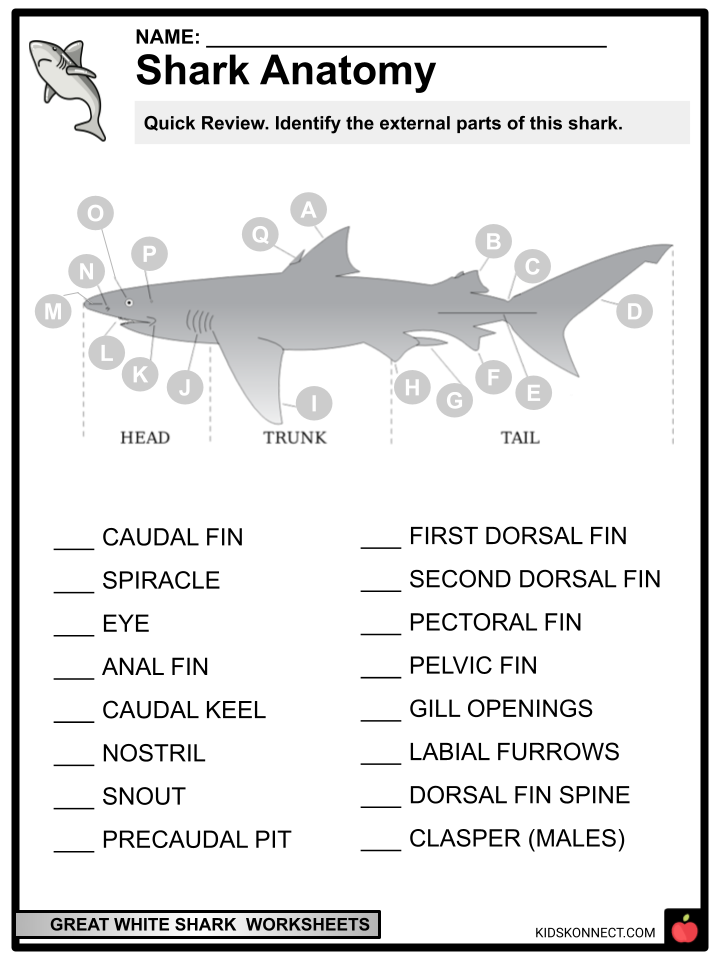 Great White Shark Images For Kids