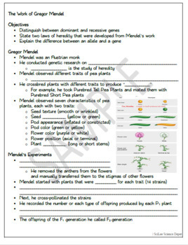 Gregor Mendel And Genetics Worksheets Answer Key Gregor Mendel The 