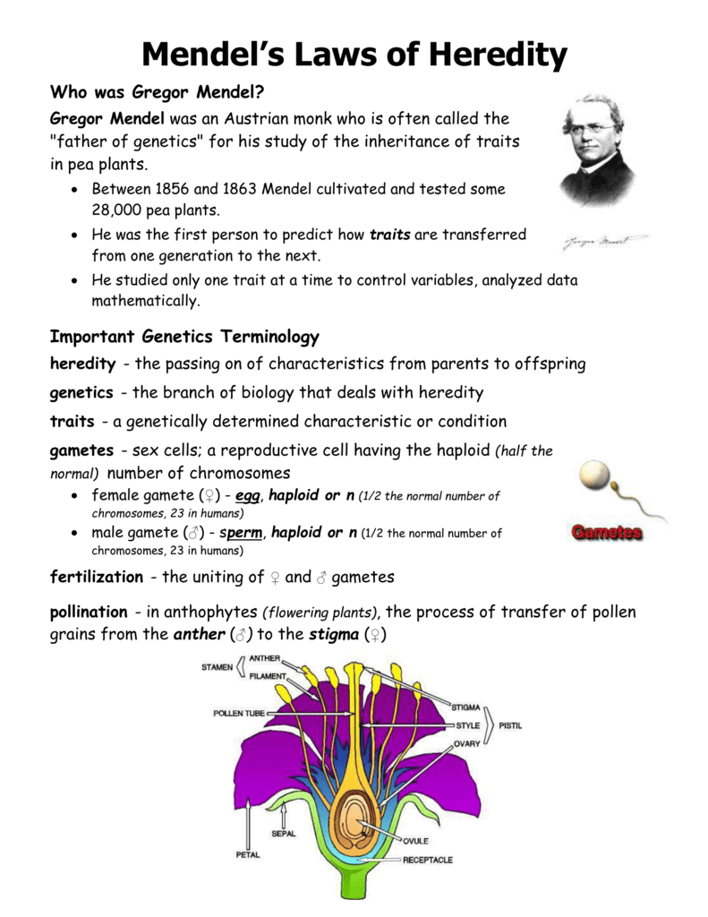 Gregor Mendel Worksheet